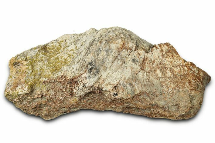 Dinosaur (Triceratops) Frill Shield Section - Montana #347974